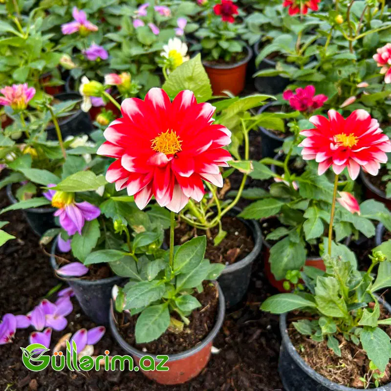 Dahlia (Dalya / Qerənfilgülü) — Mallar