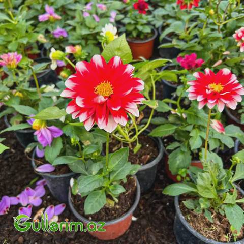 Dahlia (Dalya / Qerənfilgülü) — Растения
