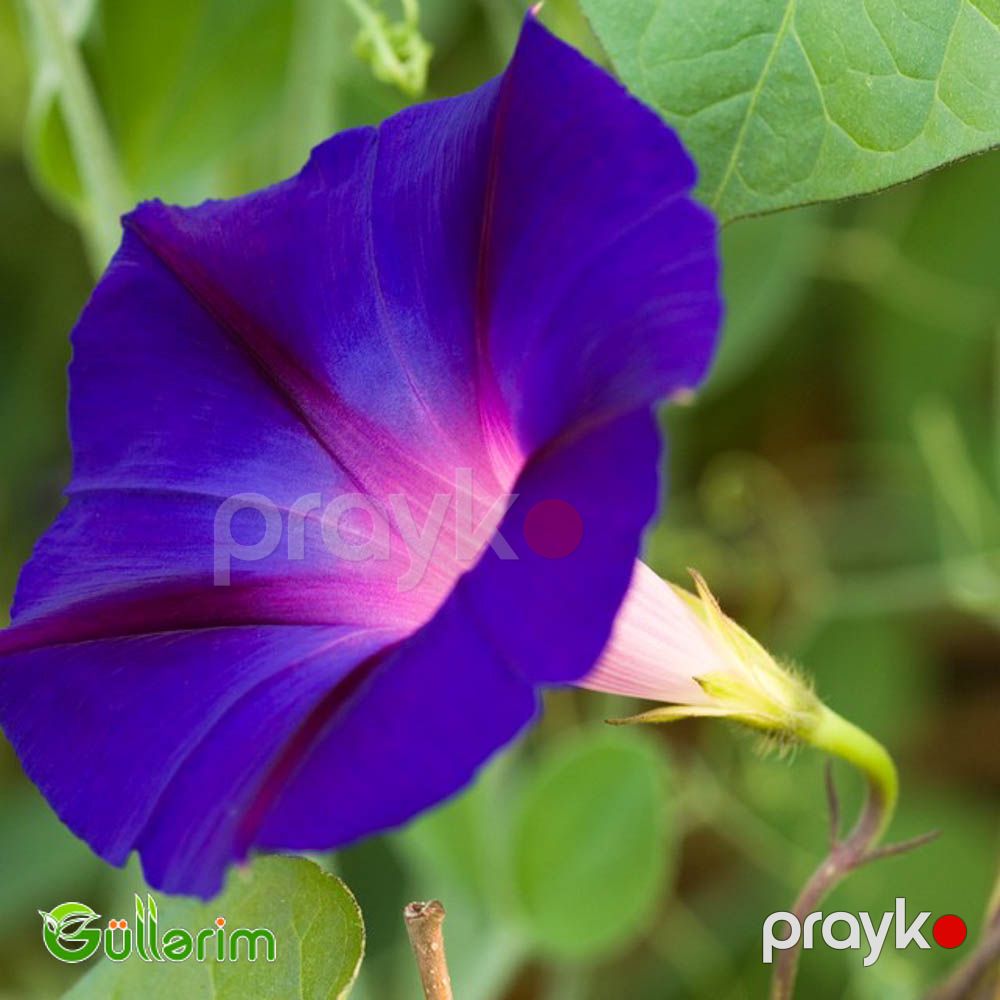 İpomeya (Ipomoea purpurea) — Bitkilər, Bakı (2)