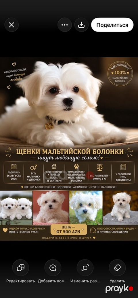 Maltipoo (Maltese bişon) balaları – ağ, yumşaq və hipoallergen tüklü — Bakı