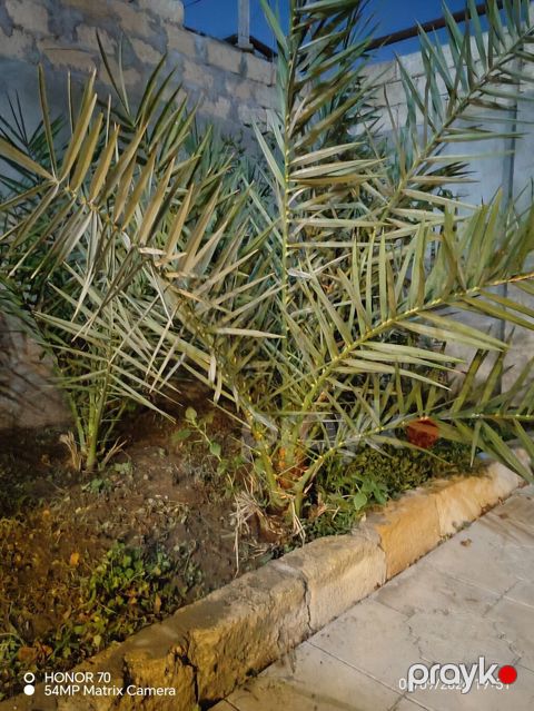 Xurma palması fidanları - Növ: Xurma (Phoenix dactylifera tipli — Ceyranbatan