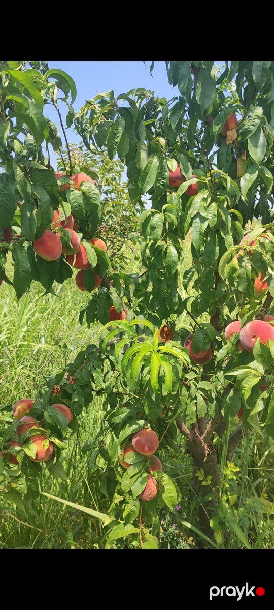 243 sot torpaq sahəsi, Mingəçevir ş — Torpaq, Mingəçevir (2)