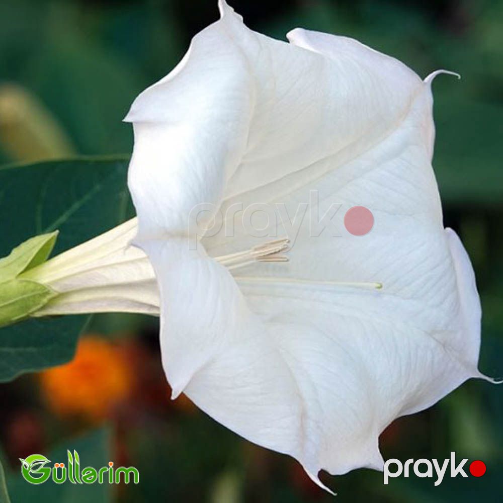 Datura (Şeytan alması" və ya "Ay çiçəyi") — Bitkilər, Bakı (2)