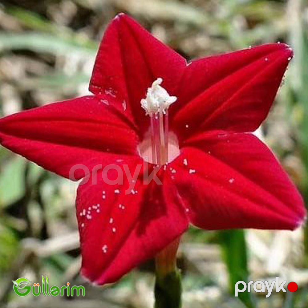 İpomeya Kvamoklit (Ipomoea quamoclit) — Bitkilər, Bakı (2)