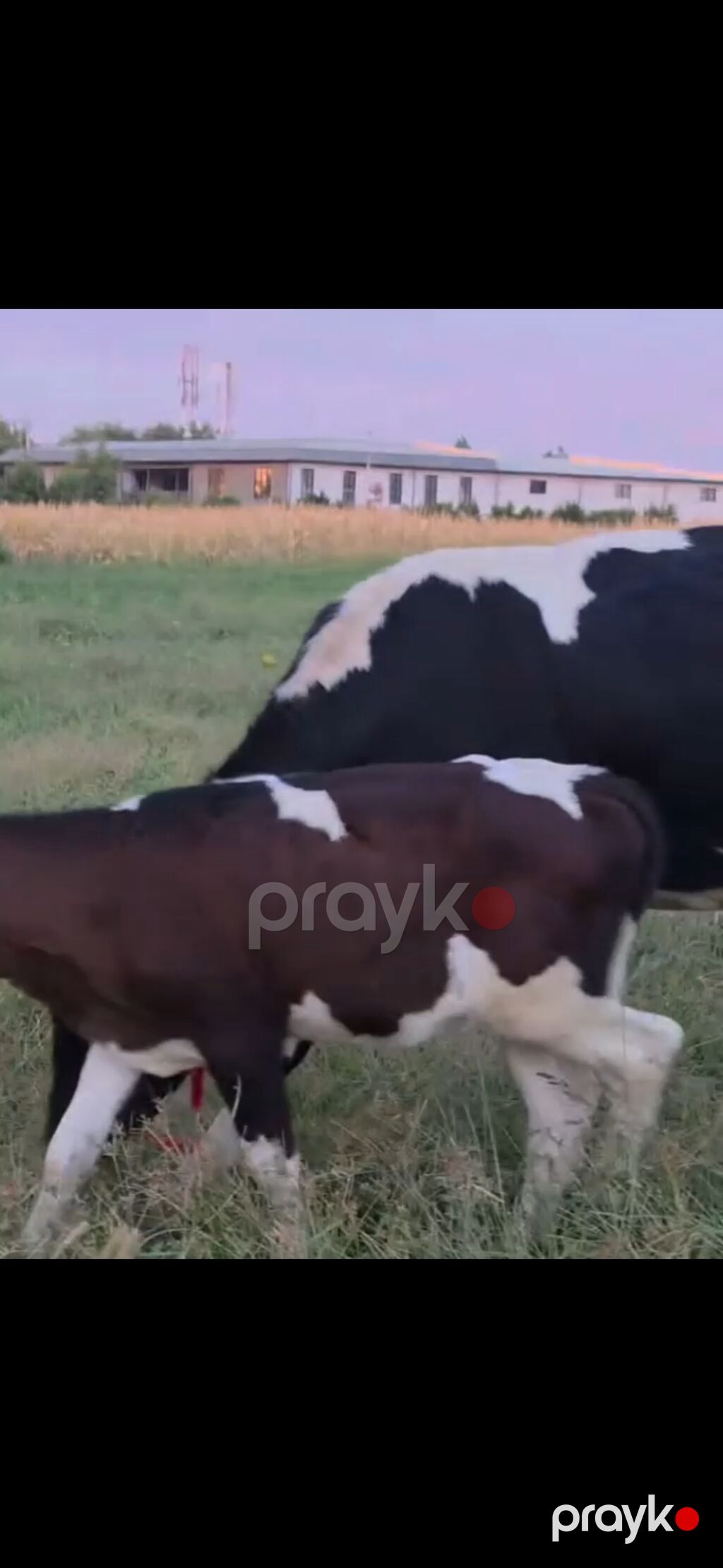 Südcü inək və buzov dəsti - Cins: qara-ağ (Holşteyn tipli) süd — Kənd təsərrüfatı heyvanları, İsmayıllı (9)