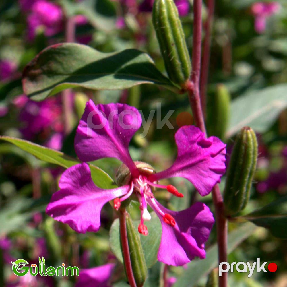 Klarkiya (Clarkia unguiculata) — Bitkilər, Bakı (5)