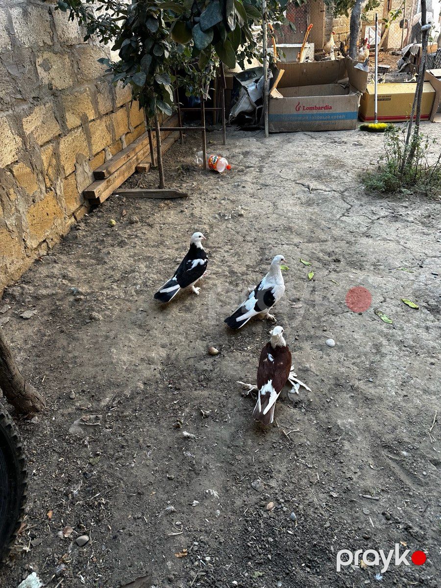 Göyərçinlər — Quşlar, Bakı (3)