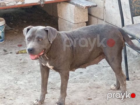 Pitbul, 8 il, Dişi, Ödənişli çatdırılma — Saatlı