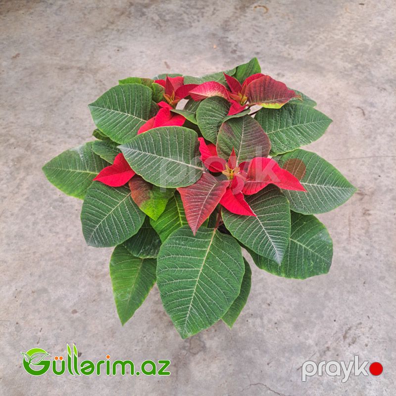 Poinsettia (Atatürk çiçəyi) — Bitkilər, Bakı (2)