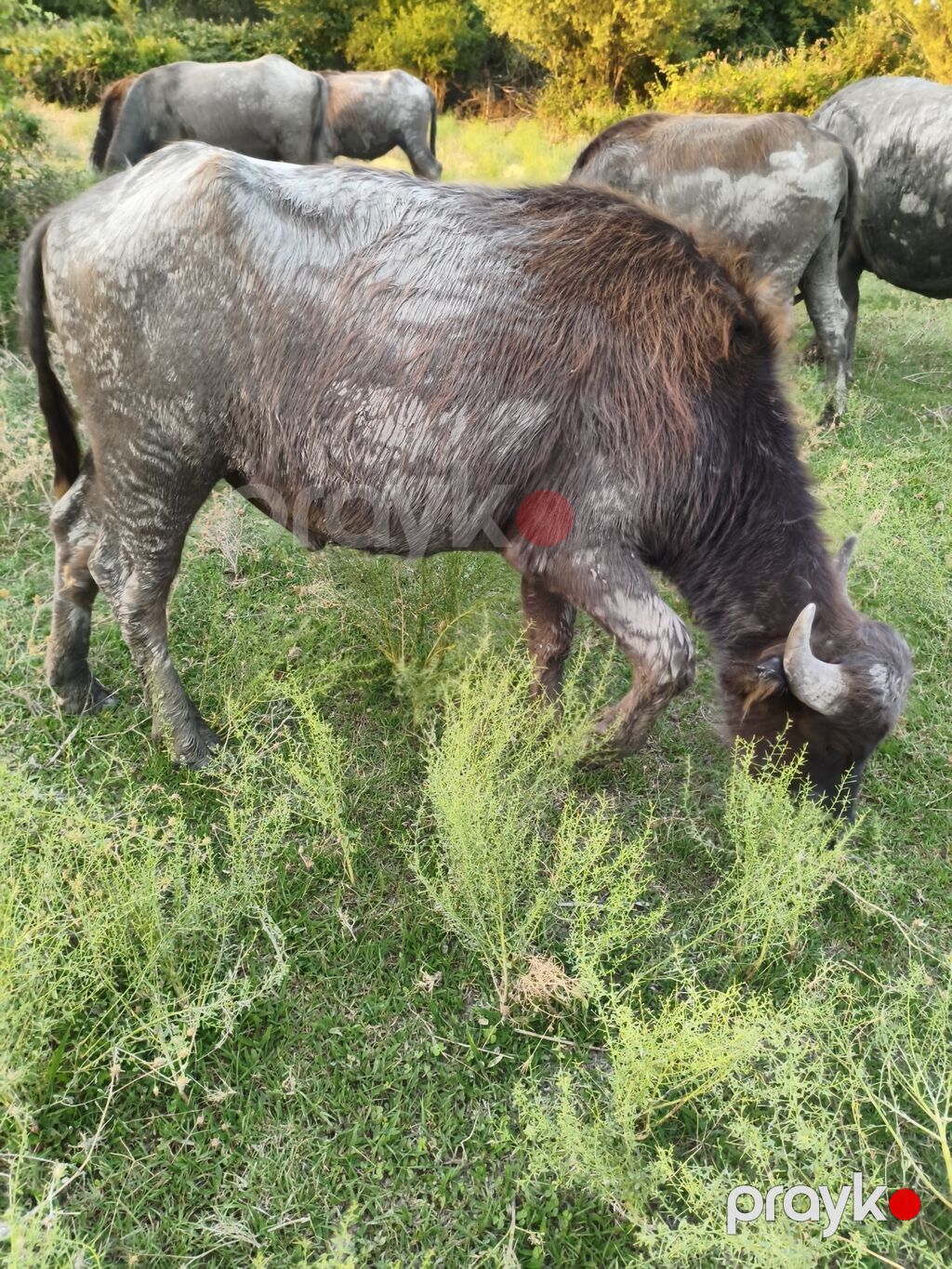 Erkək, il: 2, Damazlıq — Kənd təsərrüfatı heyvanları, Ağsu (4)