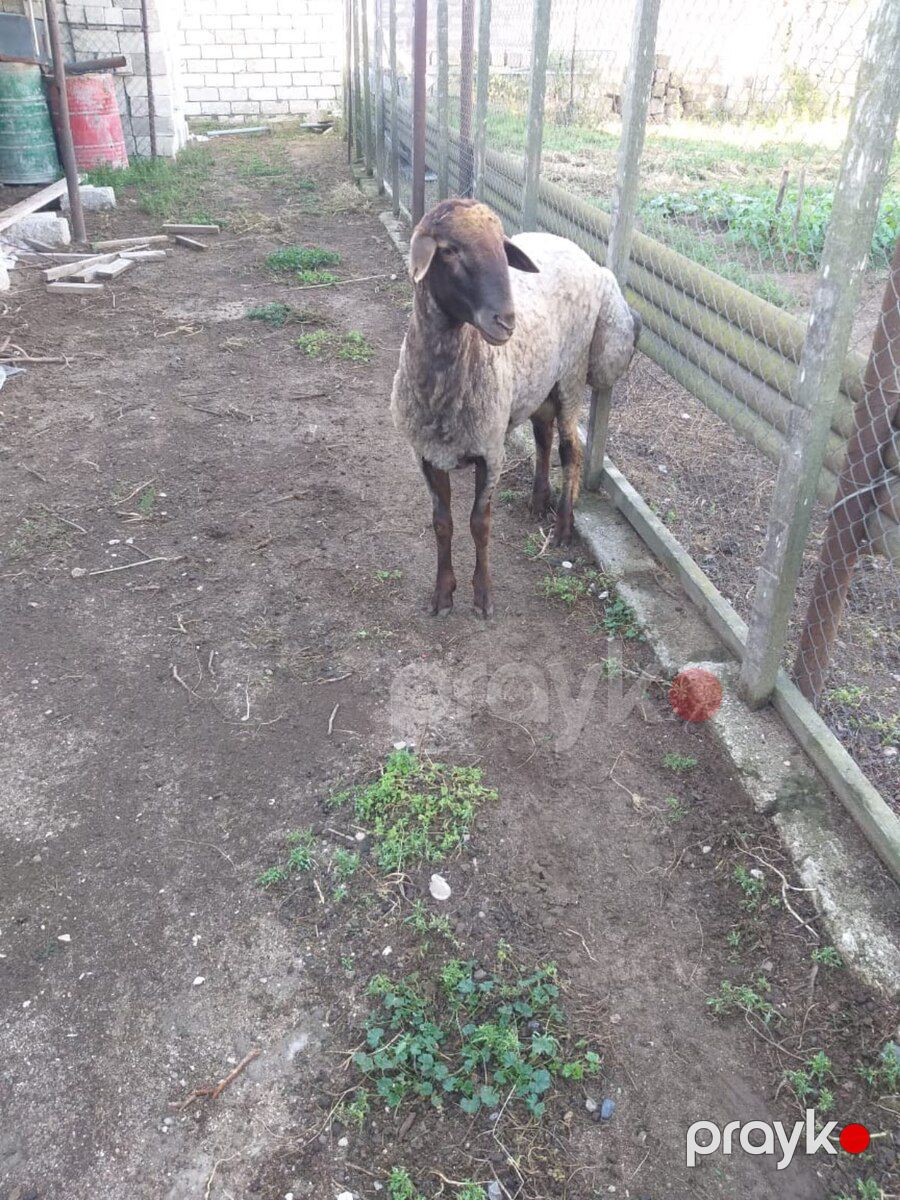 Qoç — Kənd təsərrüfatı heyvanları, Bakı (5)