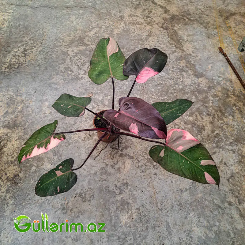 Philodendron (Filodendron) — Bitkilər, Bakı (2)