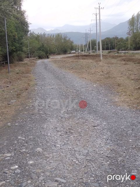 31 sot, Tikinti, Kupça (Çıxarış) — Qəbələ