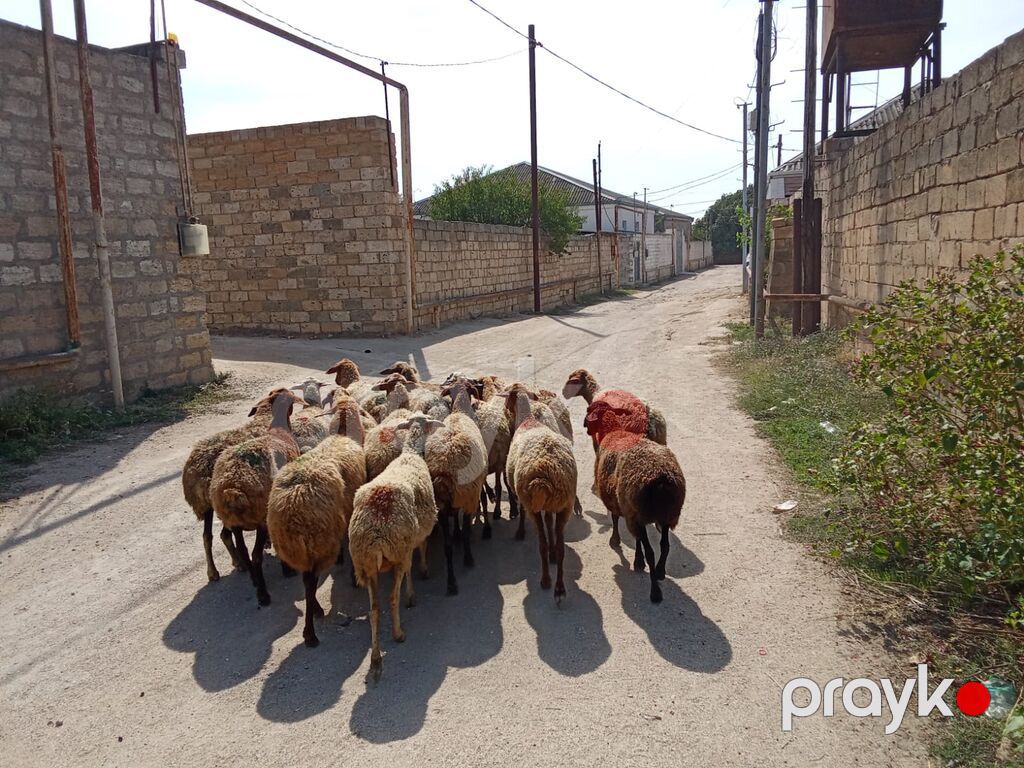 1 baş qoyun 210 azn dir doğmuş qoyunlardı qoçunu alıblar — Kənd təsərrüfatı heyvanları, Digah (2)
