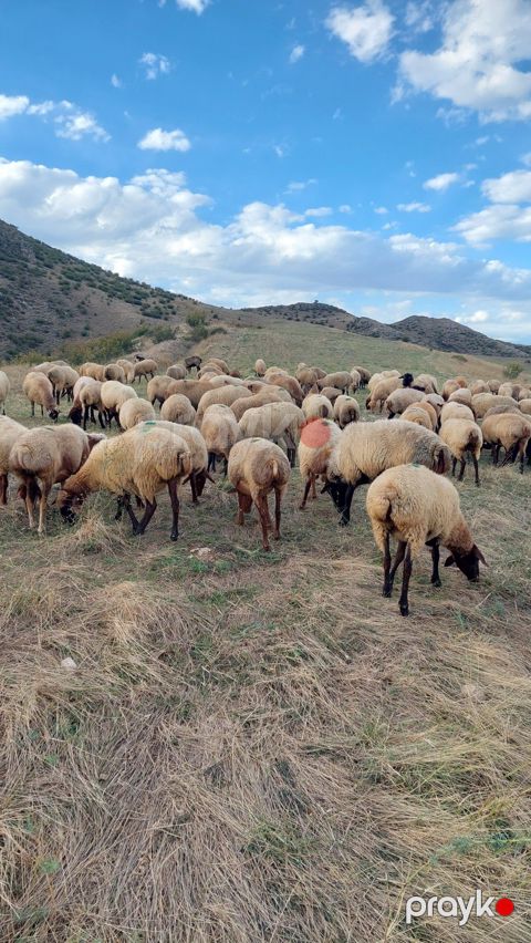 Qoyunlar — Bakı