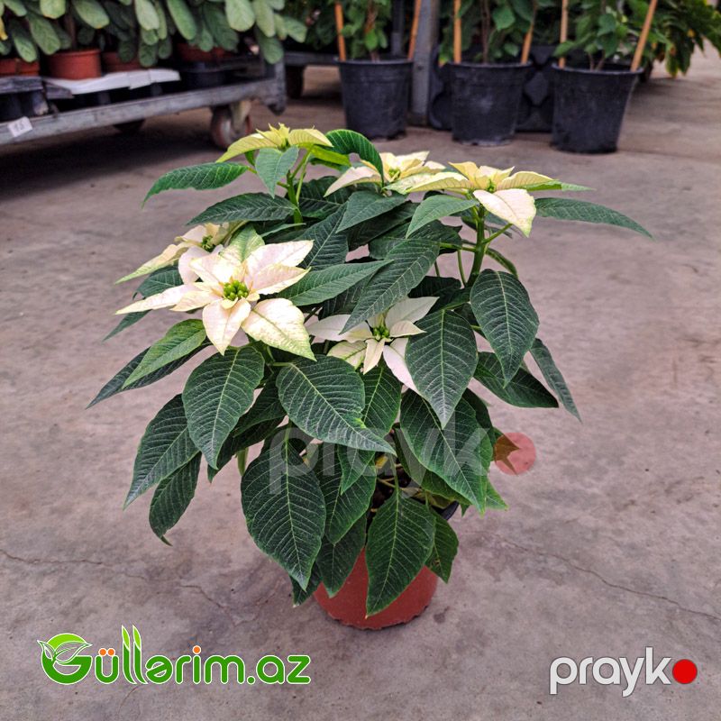 Poinsettia (Atatürk çiçəyi) — Bitkilər, Bakı (3)