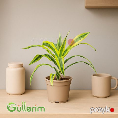 Dracaena Limon Lime