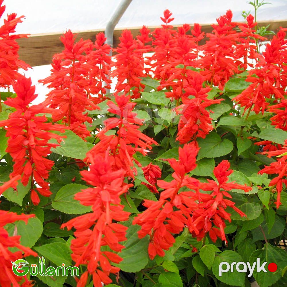 Salviya (Salvia splendens) — Bitkilər, Bakı (5)