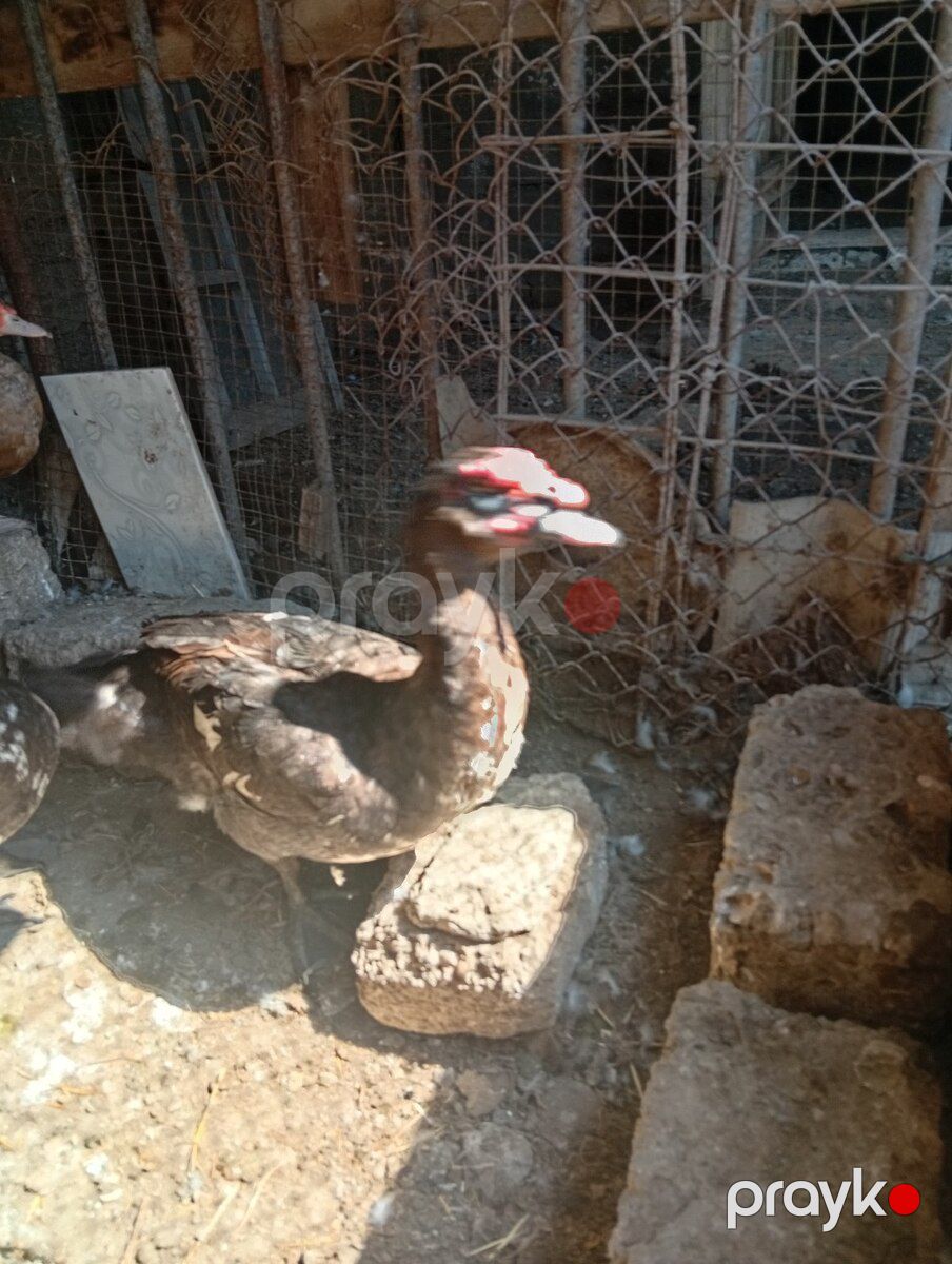 Xoruz və ördək — Quşlar, Bakı (4)