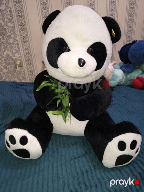 Boyuk olculu panda — Masazır