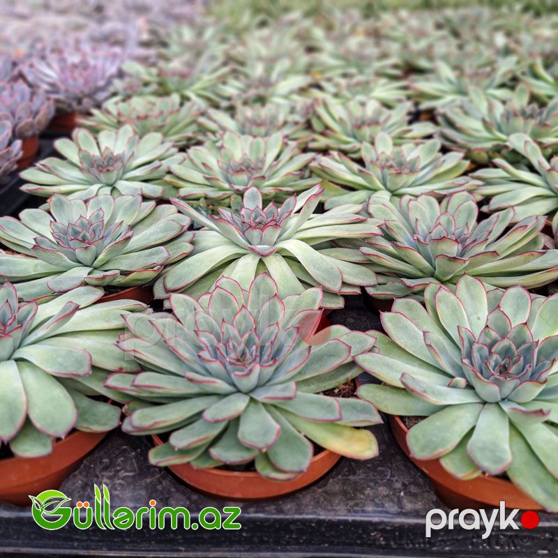 Sukulent (Boz-yaşıl Echeveria) — Bitkilər, Bakı (2)