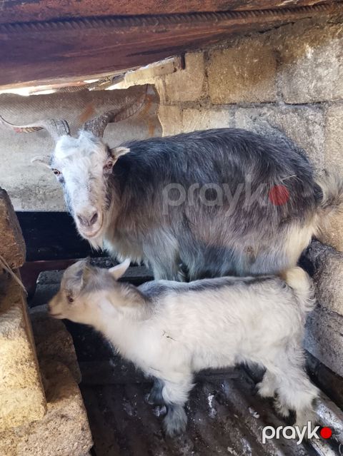 Məhsul: Qoyun-keçi təsərrüfatı üçün keçi ana və bala dəsti Təsvir — Masazır