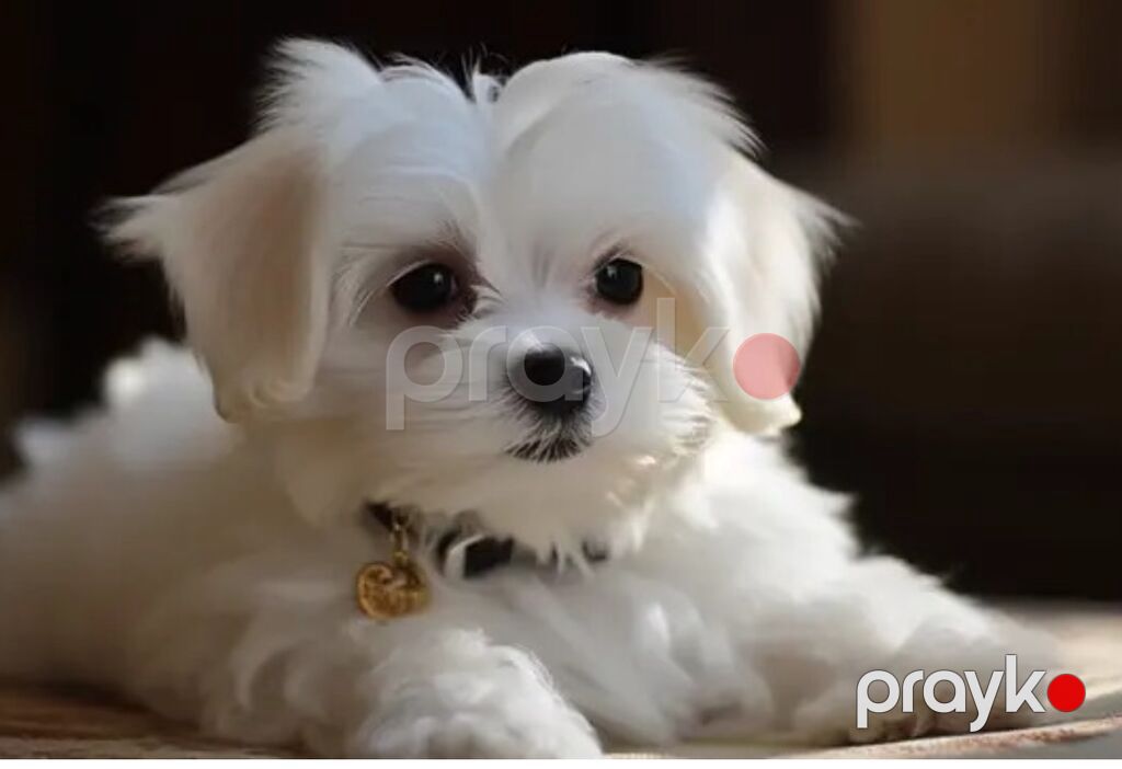 Maltipoo (Maltese bişon) balaları – ağ, yumşaq və hipoallergen tüklü — Kənd təsərrüfatı heyvanları, Bakı (6)