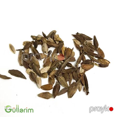 Georgin (Dahlia)