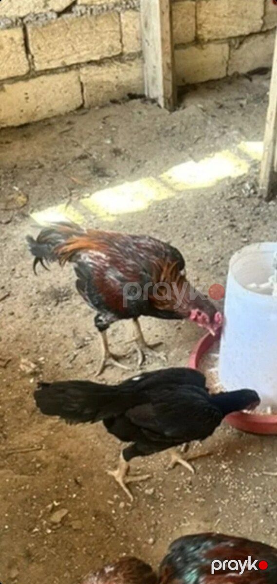 Xoruz və fərə — Quşlar, Bakı (2)