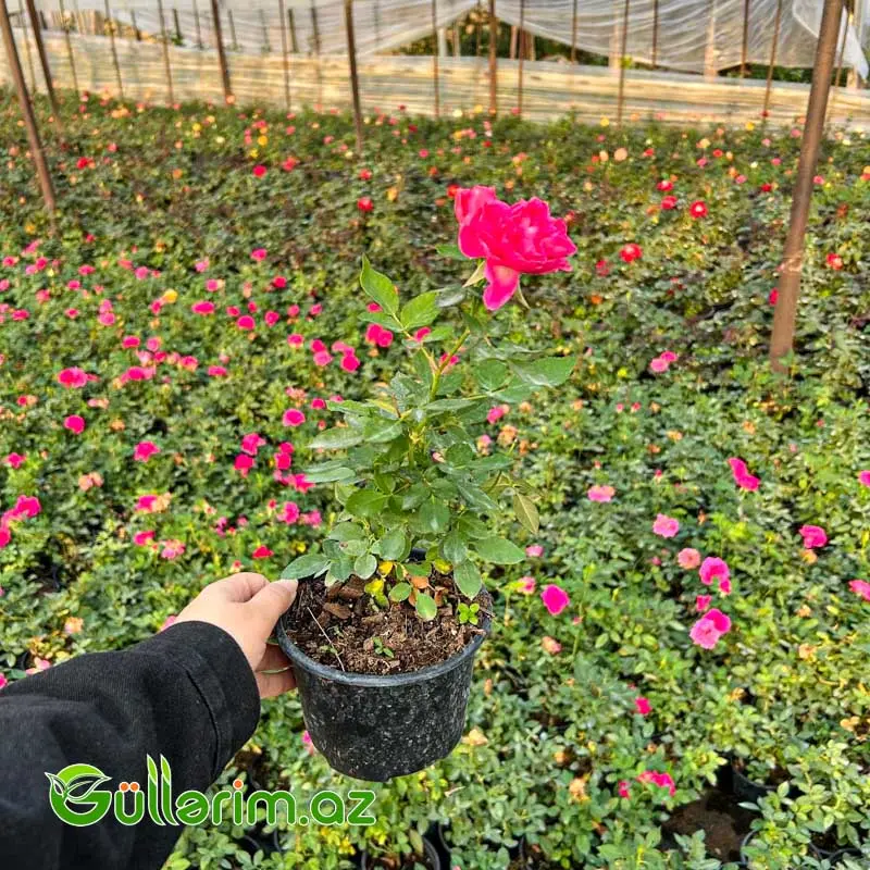 Karlik Qızılgül (Mini Rose)