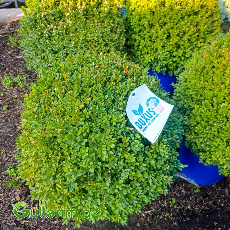 Buxus (Buksus Kürə formalı) — Bitkilər, Bakı (2)