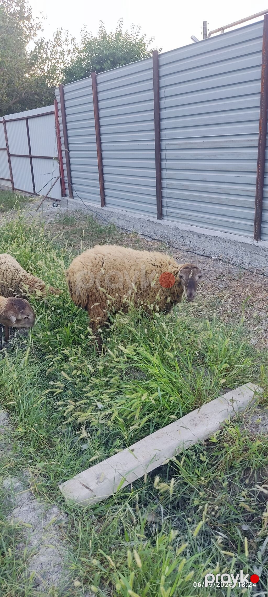 1 erkək və 2 dişi quzu satılır. razılaşma yolu ilə — Kənd təsərrüfatı heyvanları, Ucar (2)