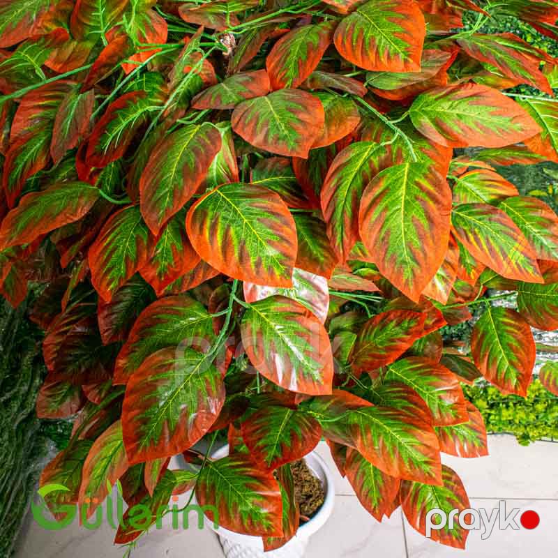 Süni Kroton (Croton) Bitkisi — Dekor və interyeri, Bakı (2)