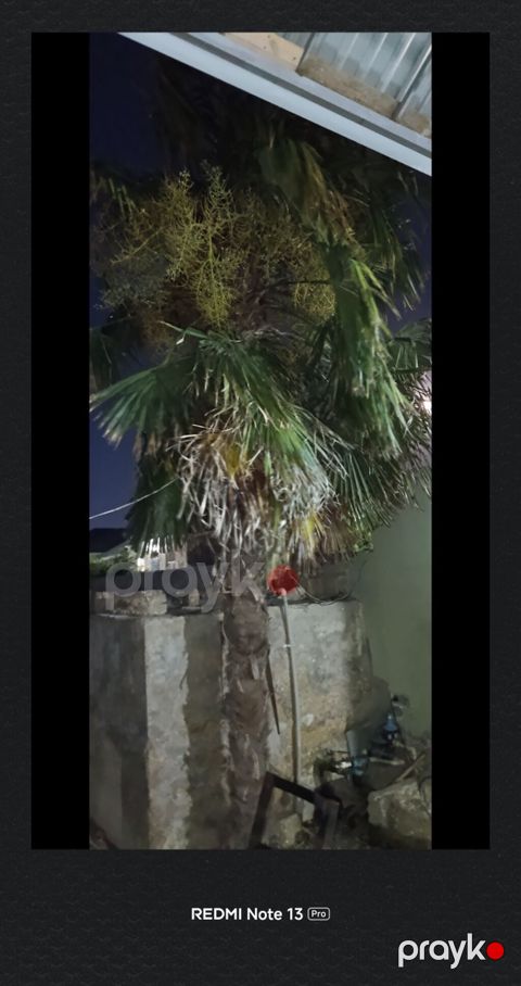 Xurma/Palma ağacı – dekorativ landşaft üçün - Növ: Fan palm — Digah
