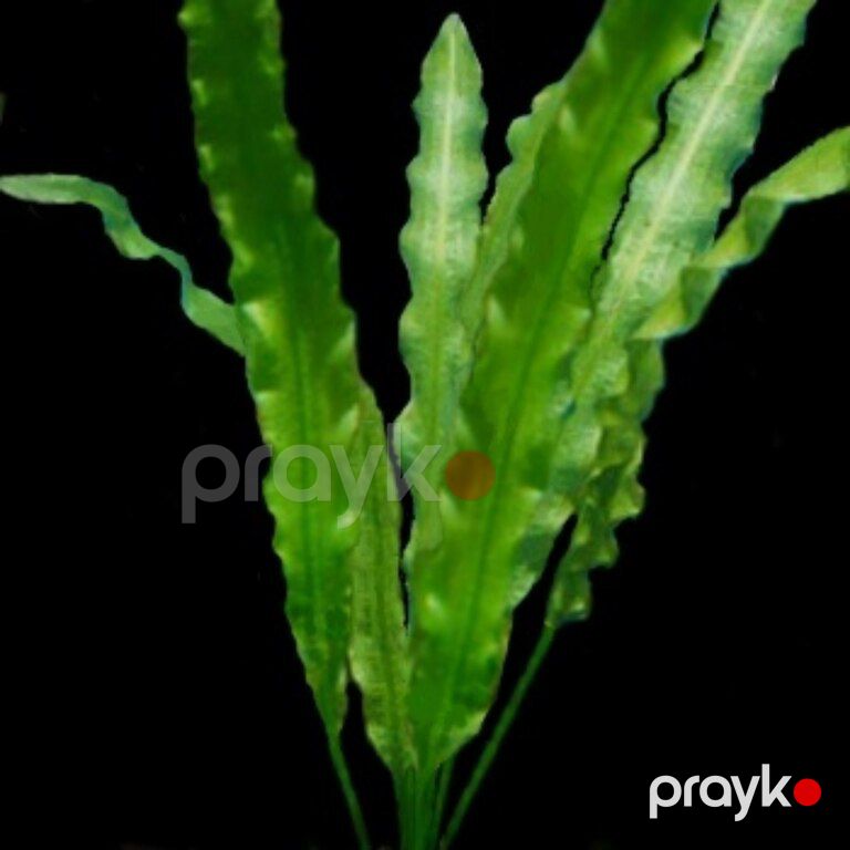 Akvarium bitkiləri — Akvariumlar və balıqlar, Xırdalan (10)