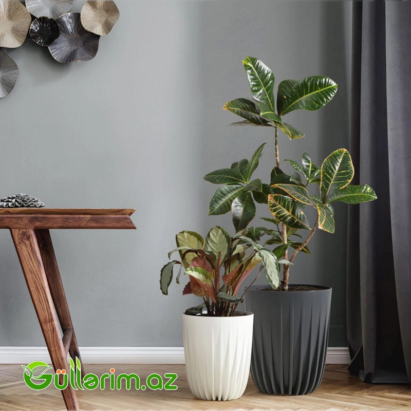 Lamela ECO Dibçək — Bağ dekorasiyası, Bakı (8)
