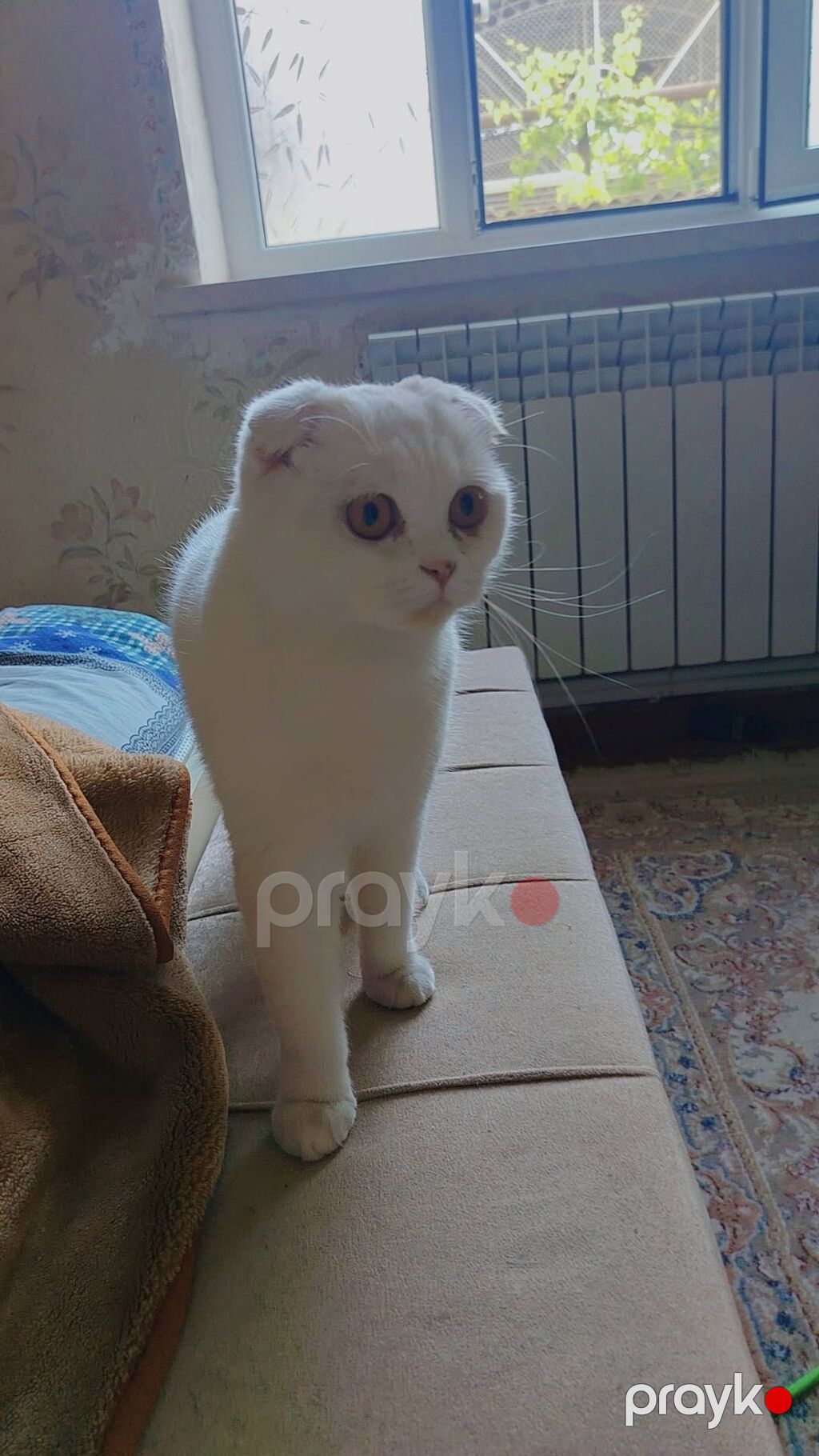 Şotland yastı qulaq, Dişi, Yaxşı əllərə — Pişiklər, Gəncə (3)