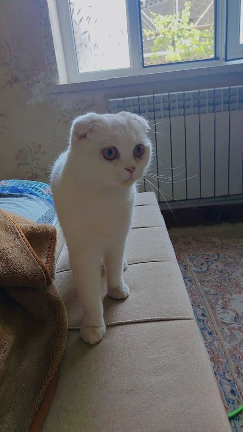 Şotland yastı qulaq, Dişi, Yaxşı əllərə — Gəncə