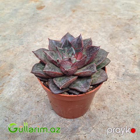 Sukulent (Qara Echeveria)
