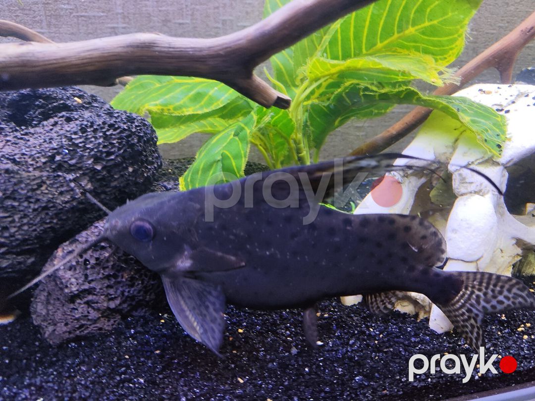 Synodontis Eupterus Pişik Balığı — Akvariumlar və balıqlar, Bakı (4)
