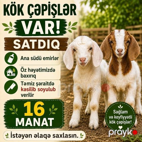 Kök çəpişlər satılır - Ana südü ilə bəslənir - Öz həyətimizdə — Mingəçevir