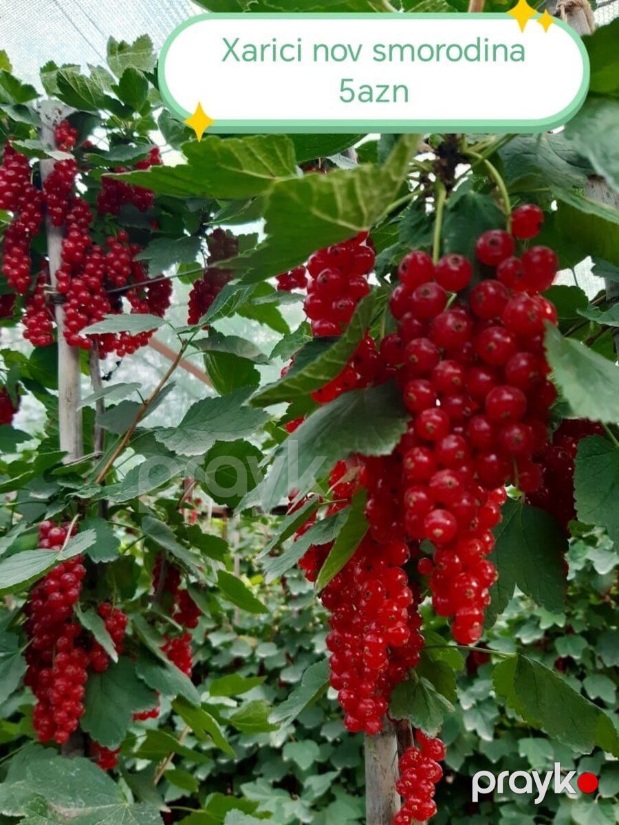 Meyvə ağacları — Bitkilər, Quba (4)