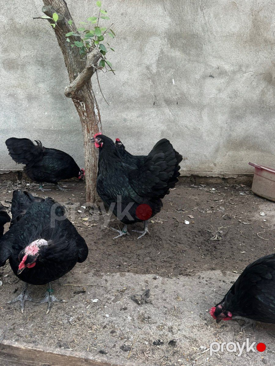 Avstralorp toyuqları — Quşlar, Bakı (7)
