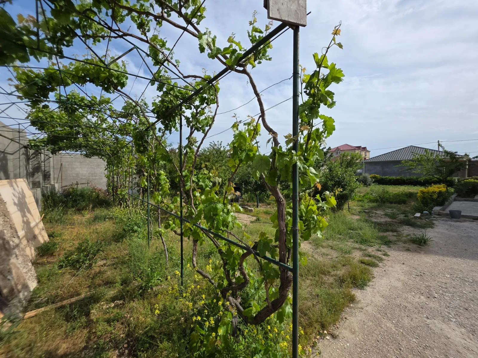 Şüvəlan, Torpaq satılır - 5.4 sot — Torpaq, Bakı (5)