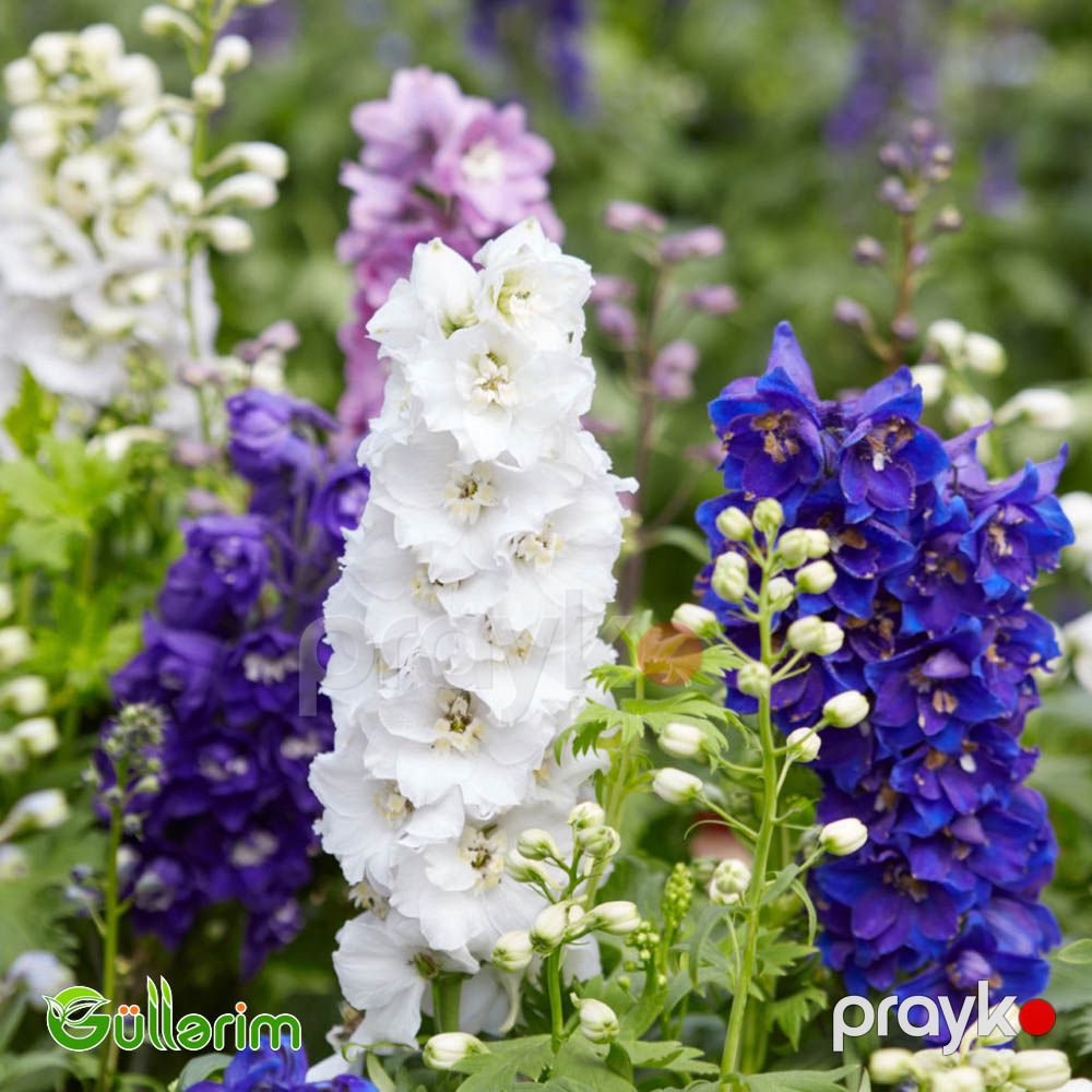 Delfinium (Delphinium) — Bitkilər, Bakı (2)
