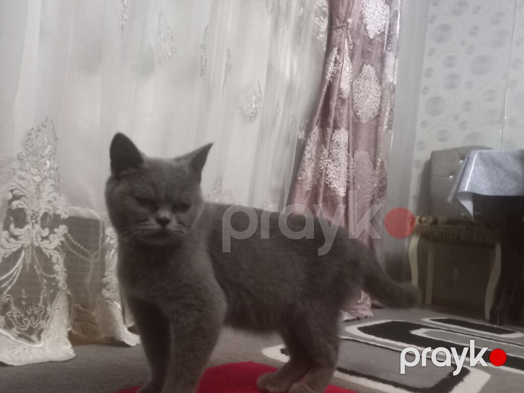 Britan, Dişi, Yaxşı əllərə, Pulsuz çatdırılma — Pişiklər, Qobu (2)