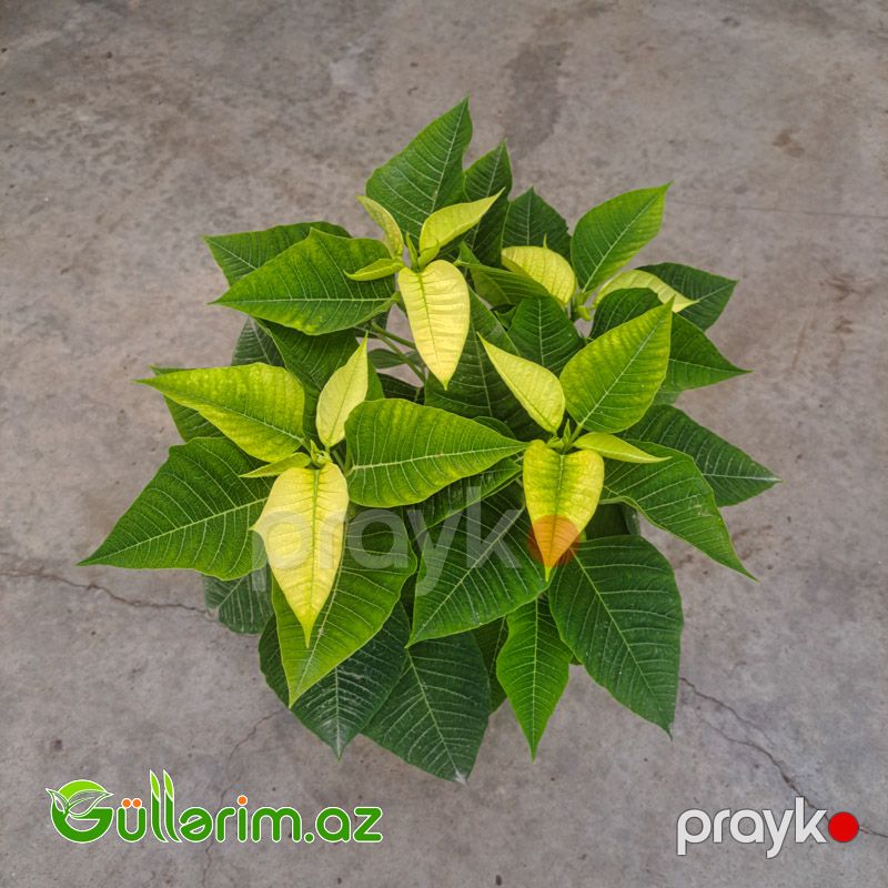 Poinsettia (Atatürk çiçəyi) — Bitkilər, Bakı (6)