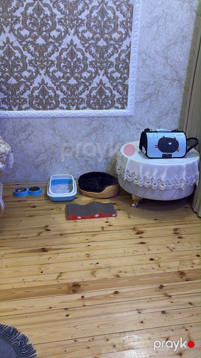 Qızılı şinşilla — Pişiklər, Bakı (5)