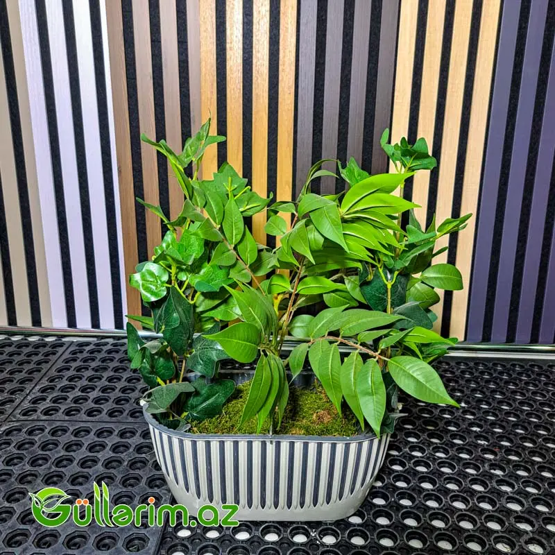 Süni Ficus Bitkisi — Bakı