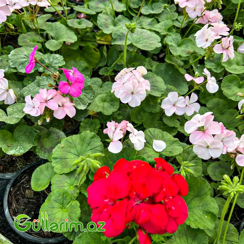 Qeranium (Pelargonium / Geranium) — Mallar